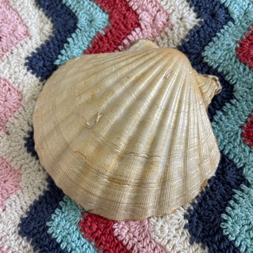 Shell trinkets - Picture 6 of 16